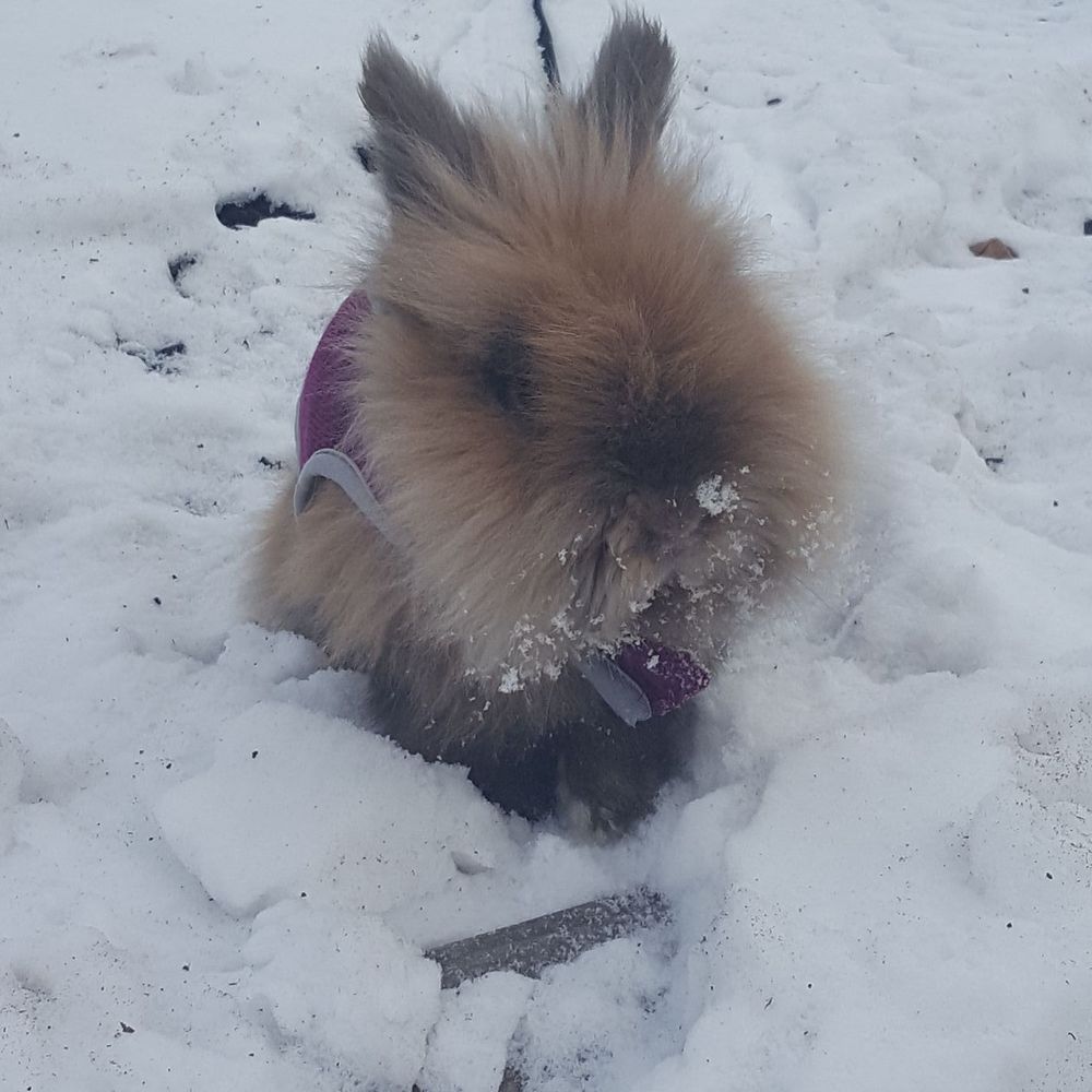 Meet your Posher, Heidie